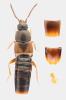 Nehemitropia lividipennis